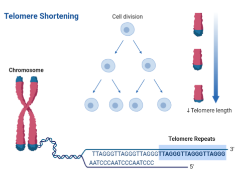 Telomere Shortening