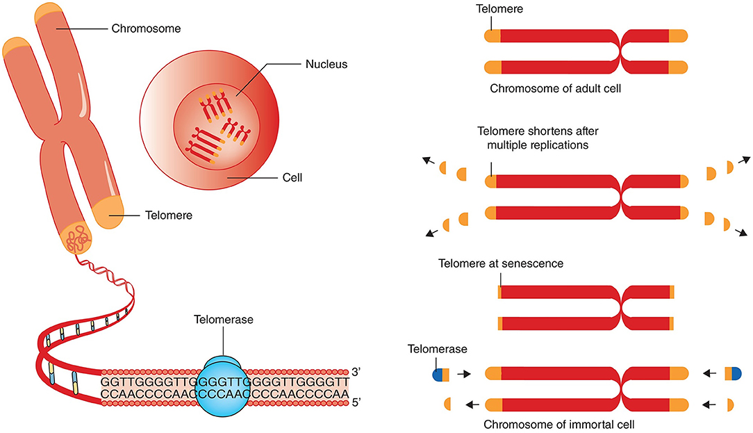 Frontiers | Telomere Length as a Marker of Biological Age: State-of-the-Art, Open Issues, and Future Perspectives | Genetics