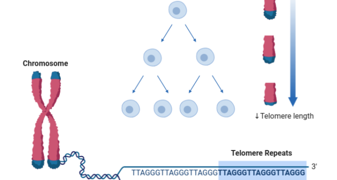 Telomere Shortening