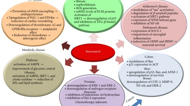 Resveratrol side effects