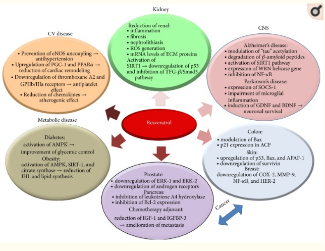 Resveratrol health benefits