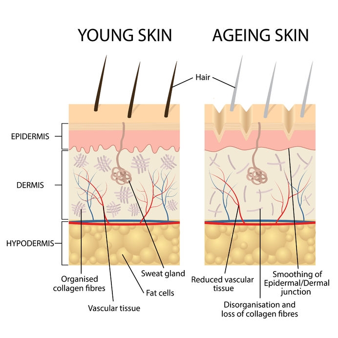 Nad And Skin Care An In Depth Look Food Security