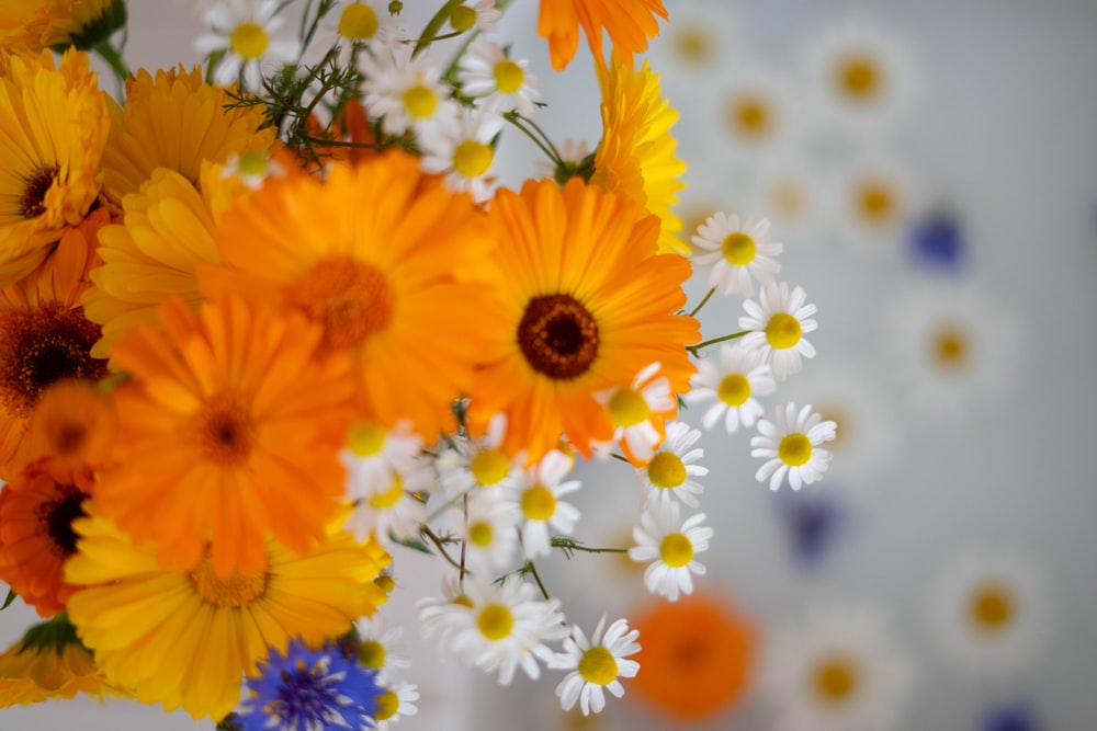 yellow and white flowers in tilt shift lens