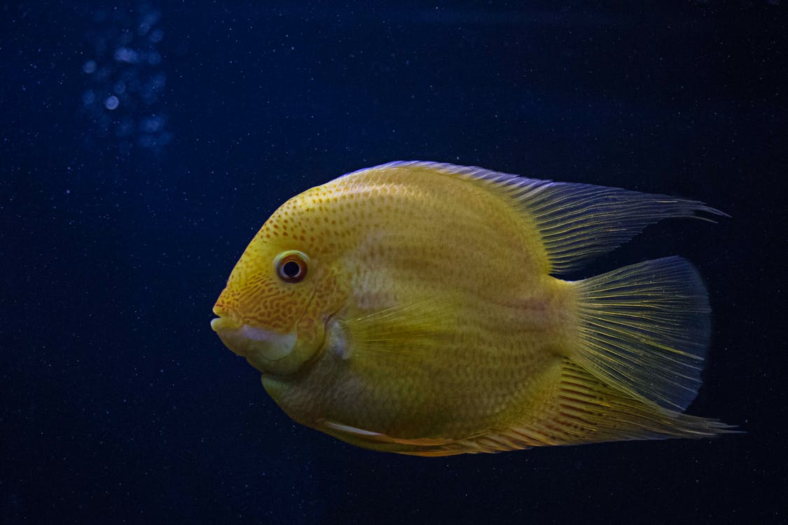 Free Yellow Fish in Close-up Photography Stock Photo