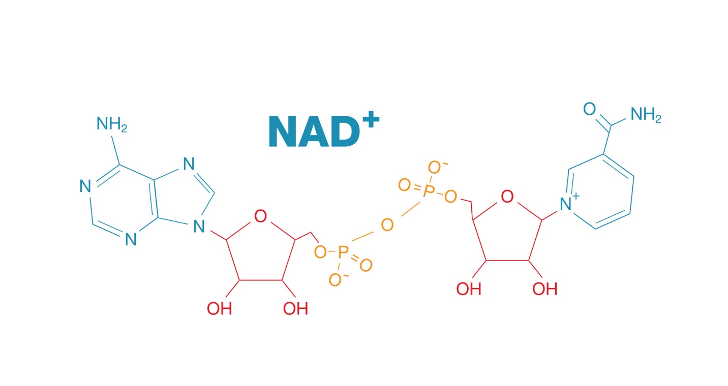 What is NAD+? | Why Is It Important? | NMN.com